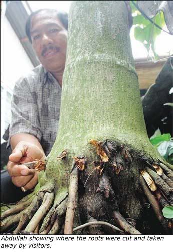 Pinang Tree