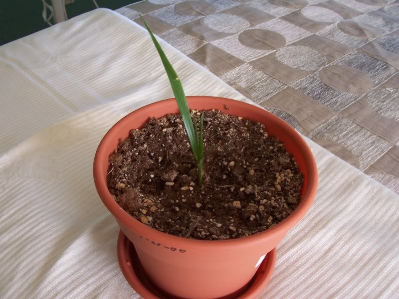 100_1532.jpg