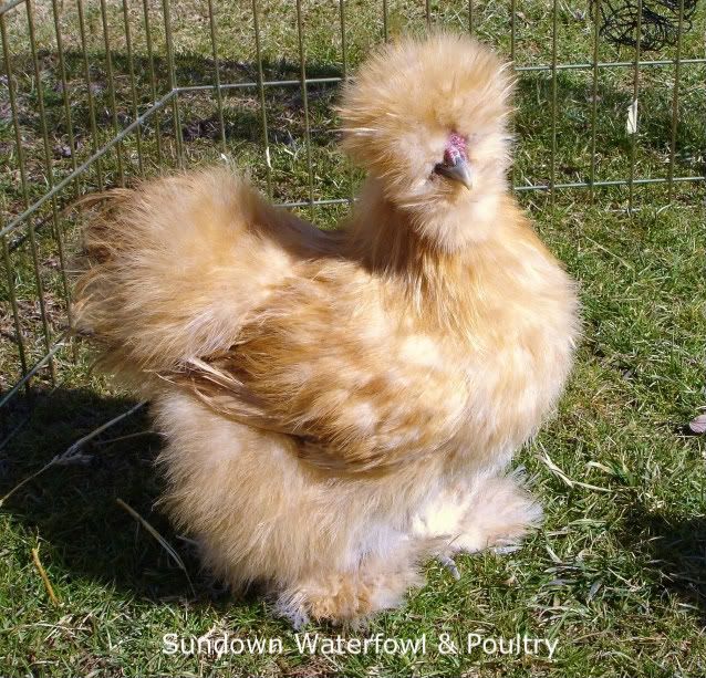 Brown Silkie