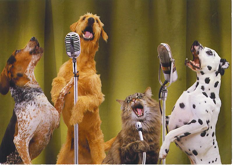 houndsinger.jpg Singing Dogs image by Jenelboxers