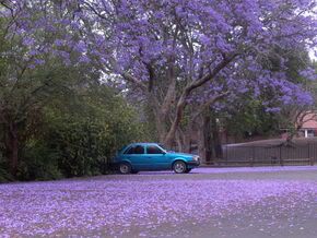 jacaranda blossom in Pietermaritzburg