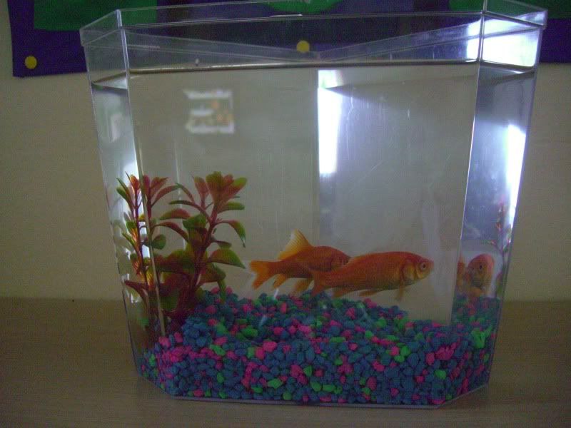 goldfish Gil and Hush2