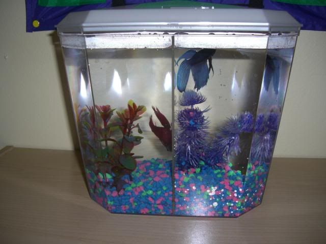fish Our classroom pet (Blue fish is Hush, and Red fish is Bruce)