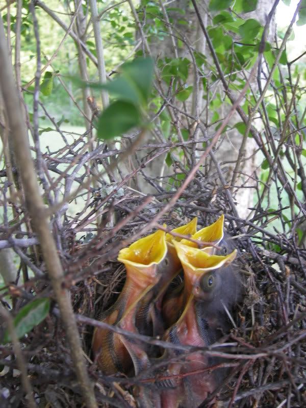 Baby mockingbirds 2