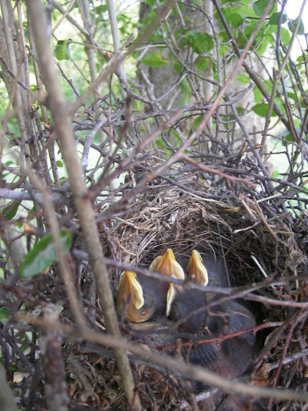Baby mockingbirds 1