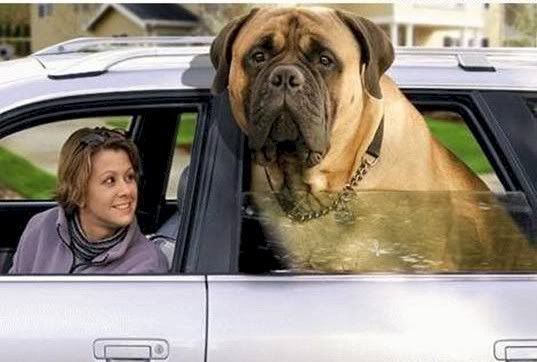 big dog breeds list. The Most Popular Dog Breeds in