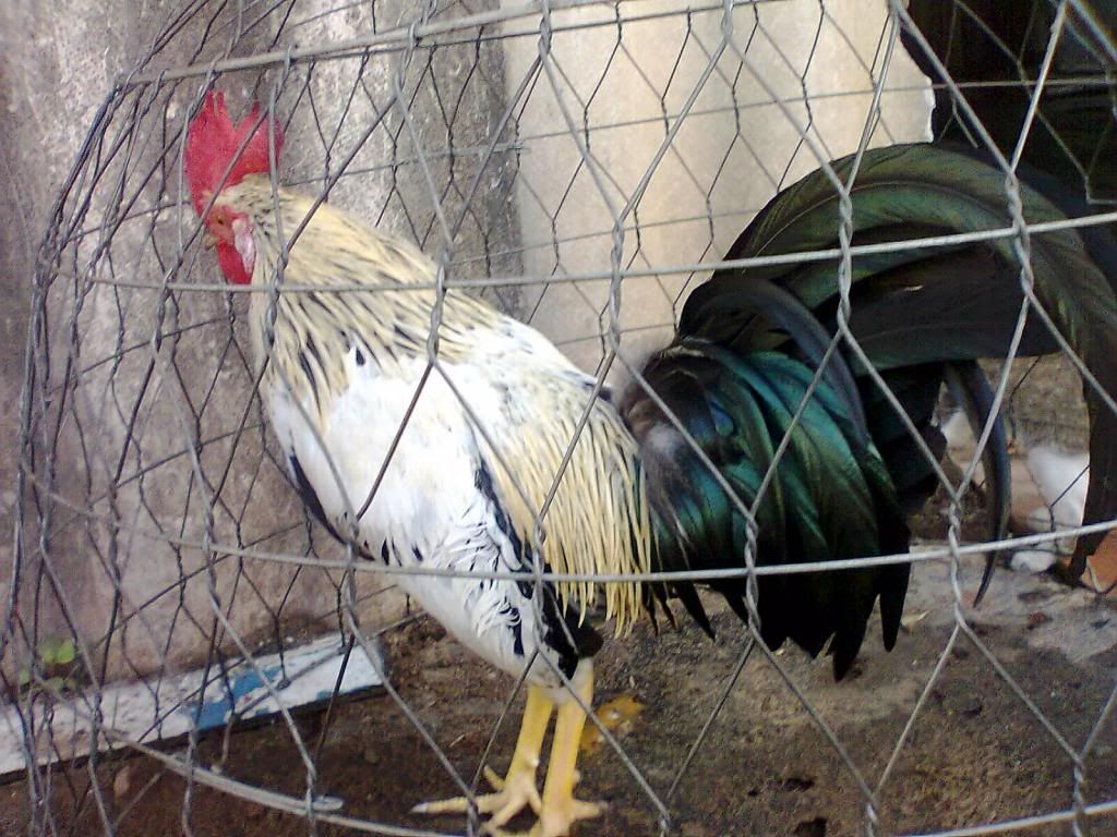 Củ Chi. TRE lai (zin 100%) hàng tốt cho ae. ! - 14