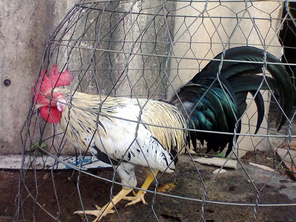 Củ Chi. TRE lai (zin 100%) hàng tốt cho ae. ! - 15