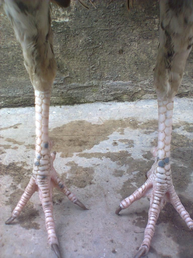 Củ Chi. TRE lai (zin 100%) hàng tốt cho ae. ! - 18