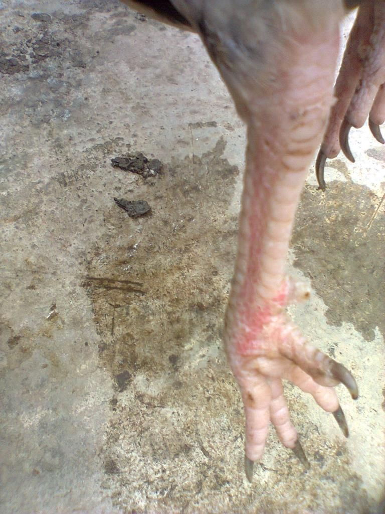 Củ Chi. TRE lai (zin 100%) hàng tốt cho ae. ! - 19