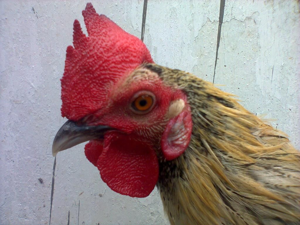 Củ Chi. TRE lai (zin 100%) hàng tốt cho ae. ! - 21