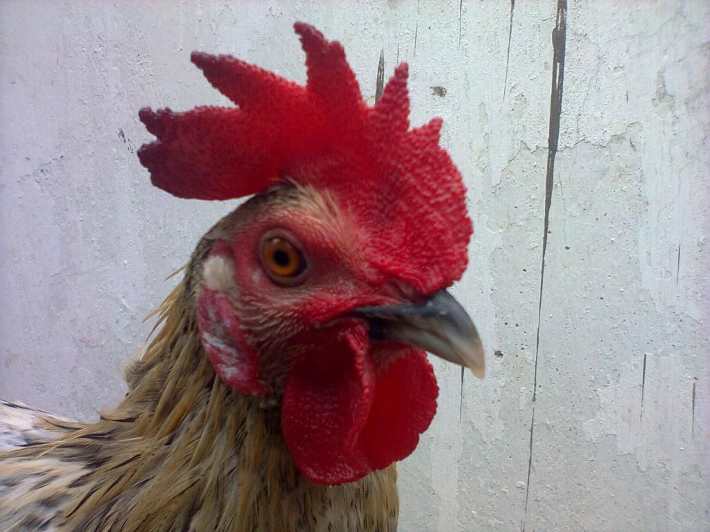 Củ Chi. TRE lai (zin 100%) hàng tốt cho ae. ! - 20