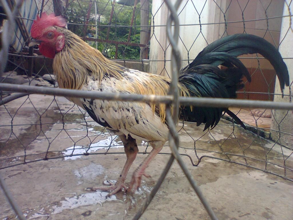 Củ Chi. TRE lai (zin 100%) hàng tốt cho ae. ! - 17