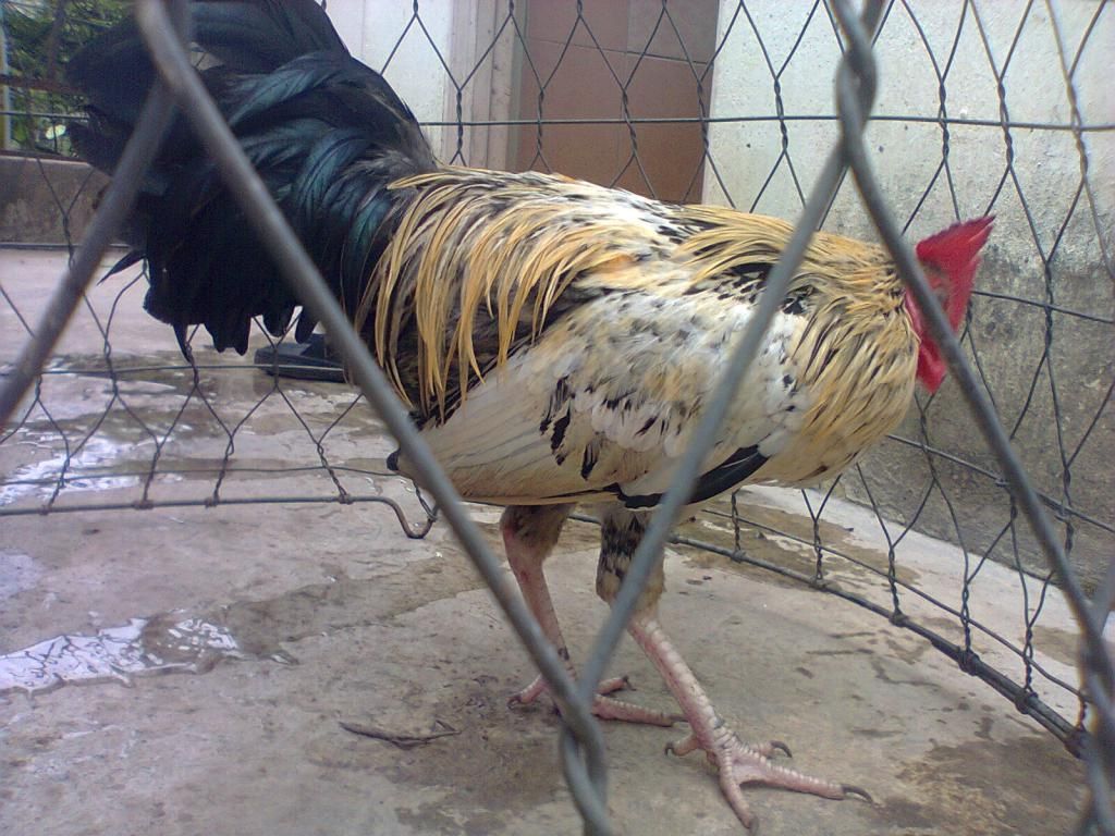 Củ Chi. TRE lai (zin 100%) hàng tốt cho ae. ! - 16