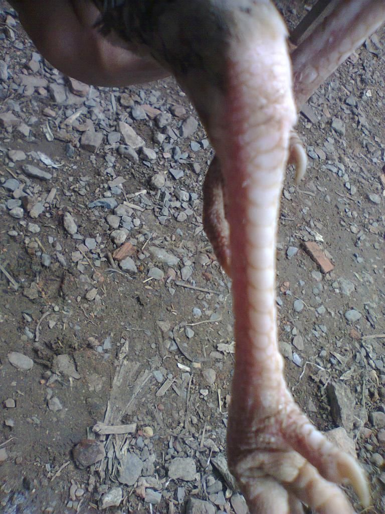 Củ Chi. TRE lai (zin 100%) hàng tốt cho ae. ! - 24