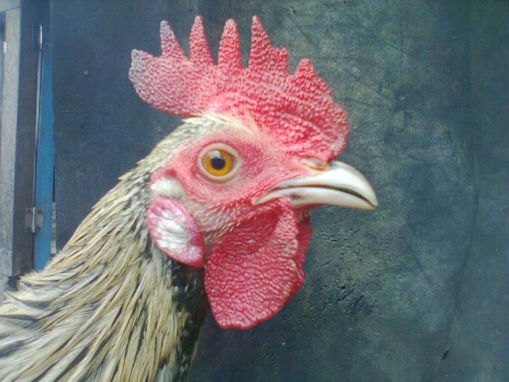 Củ Chi. TRE lai (zin 100%) hàng tốt cho ae. ! - 26