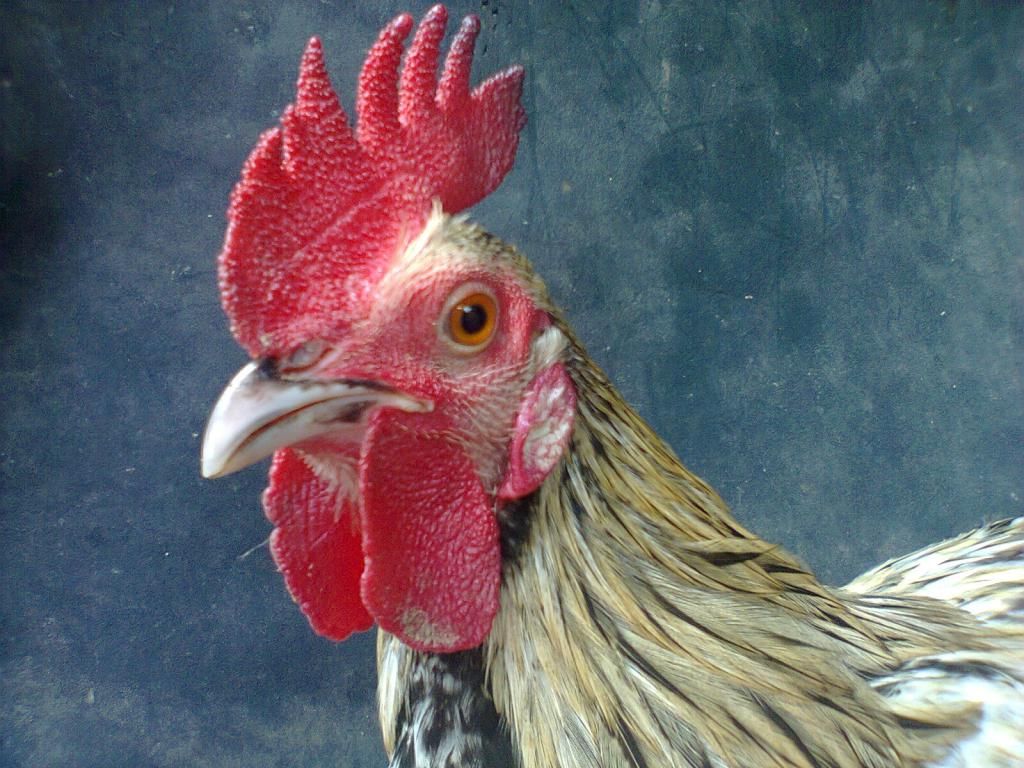 Củ Chi. TRE lai (zin 100%) hàng tốt cho ae. ! - 25