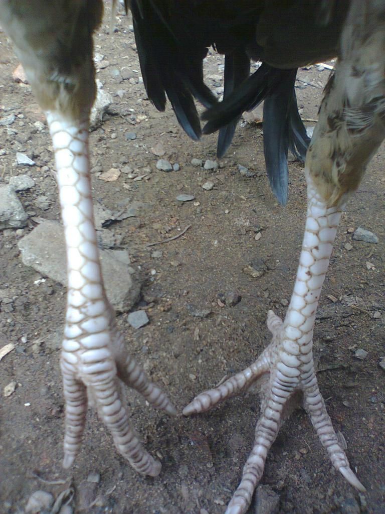 Củ Chi. TRE lai (zin 100%) hàng tốt cho ae. ! - 23