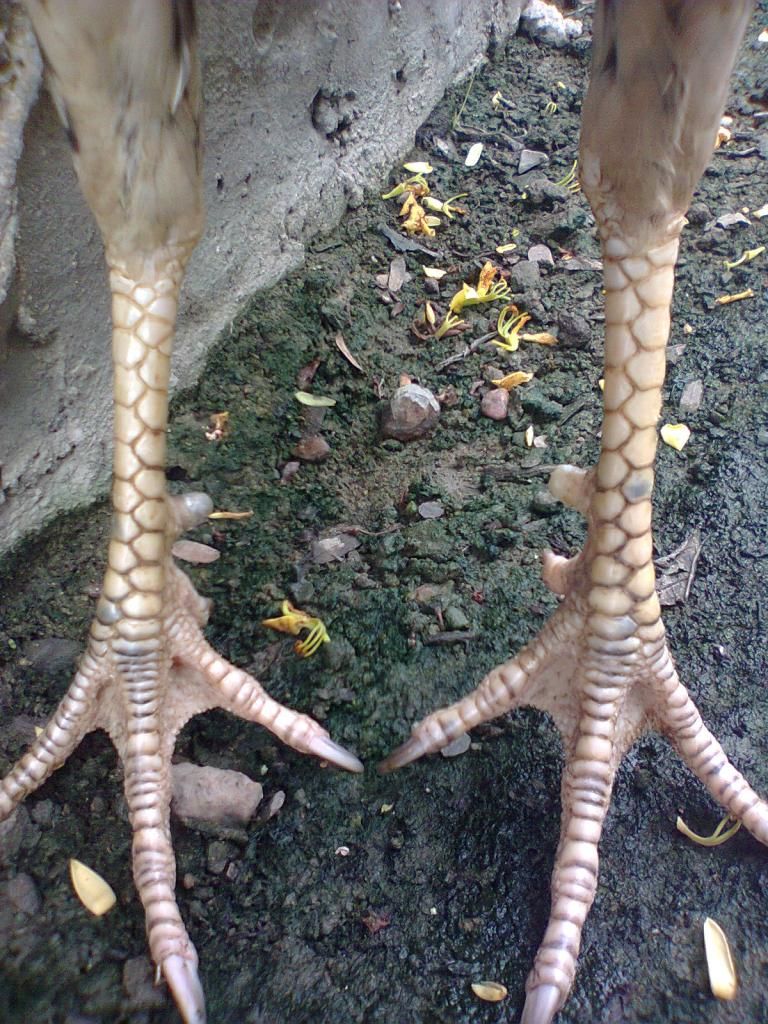 Củ Chi. TRE lai (zin 100%) hàng tốt cho ae. ! - 29