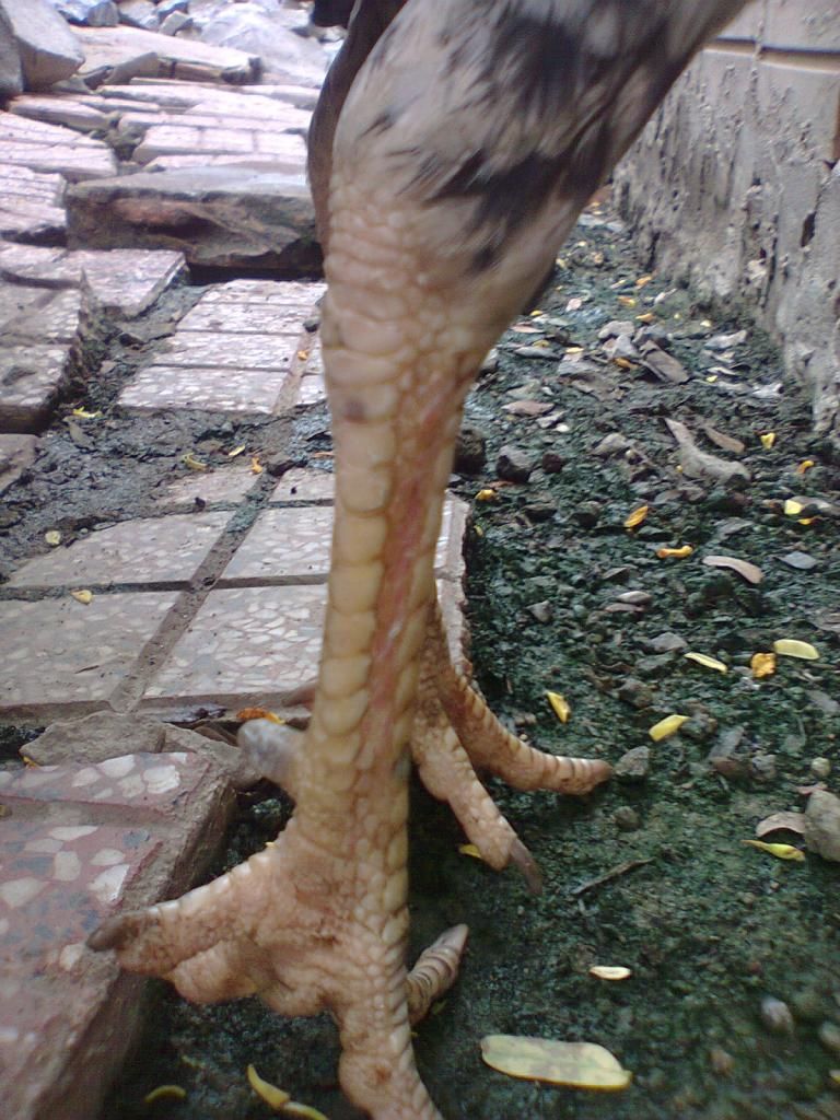 Củ Chi. TRE lai (zin 100%) hàng tốt cho ae. ! - 30