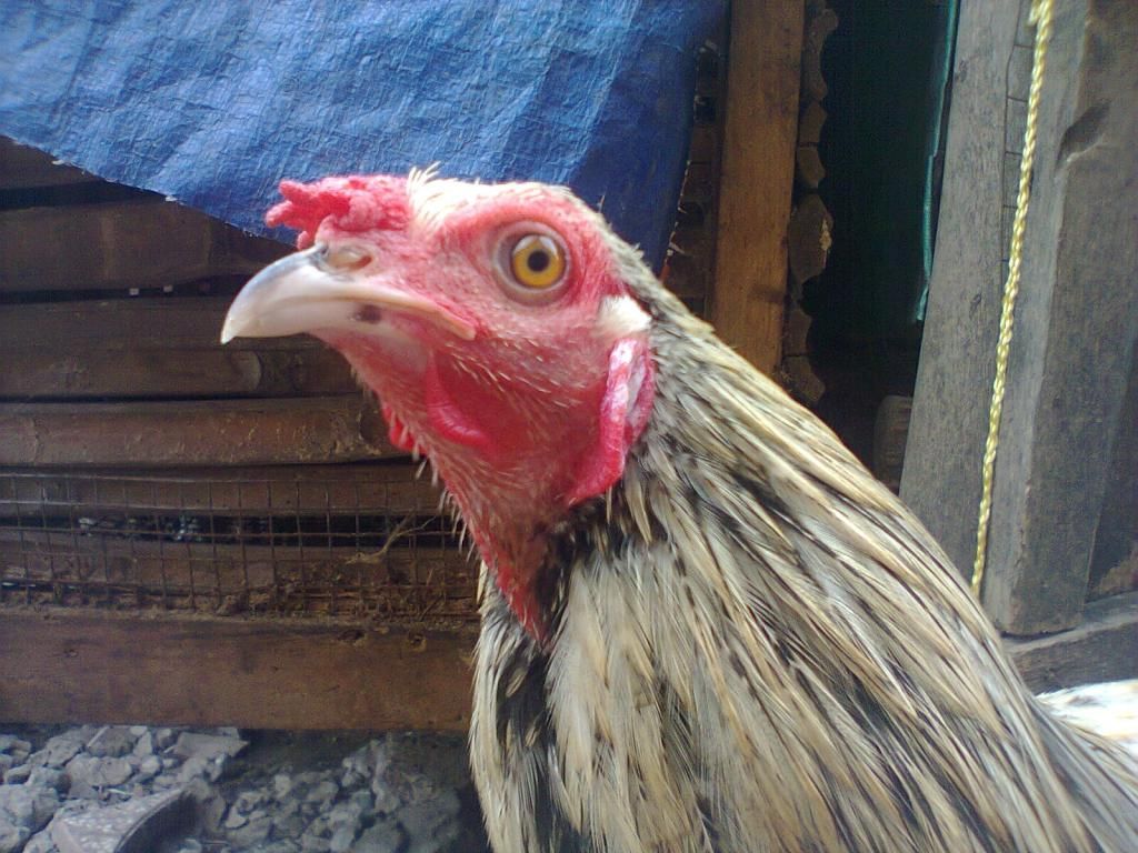 Củ Chi. TRE lai (zin 100%) hàng tốt cho ae. ! - 32