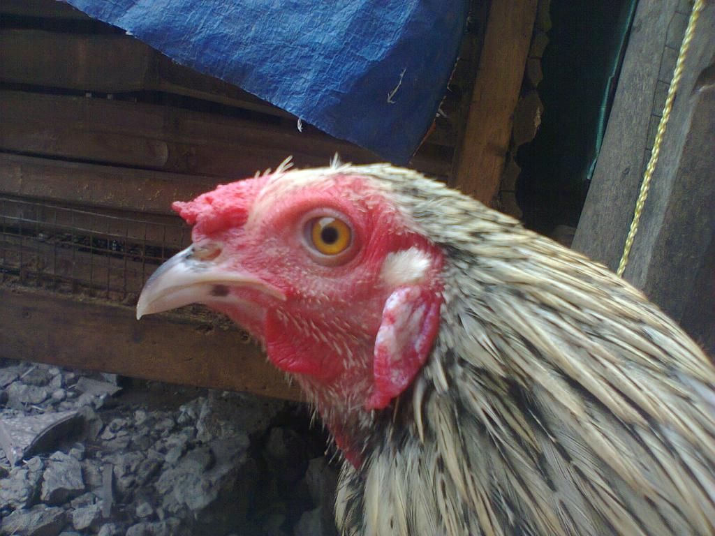 Củ Chi. TRE lai (zin 100%) hàng tốt cho ae. ! - 31