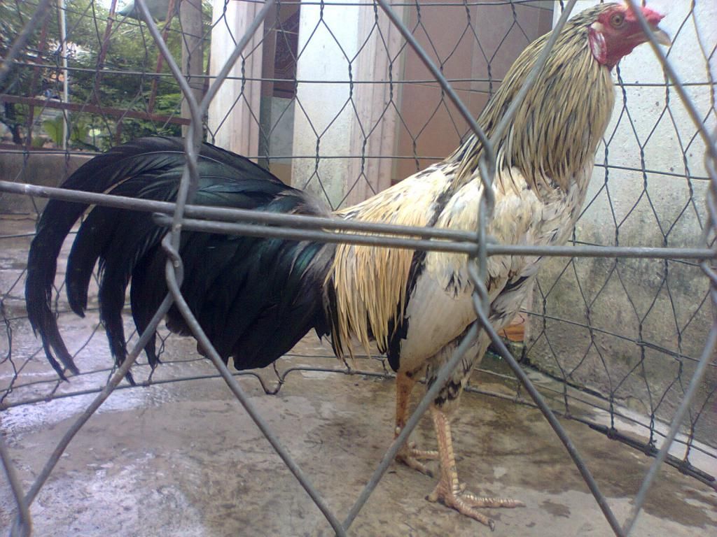 Củ Chi. TRE lai (zin 100%) hàng tốt cho ae. ! - 27