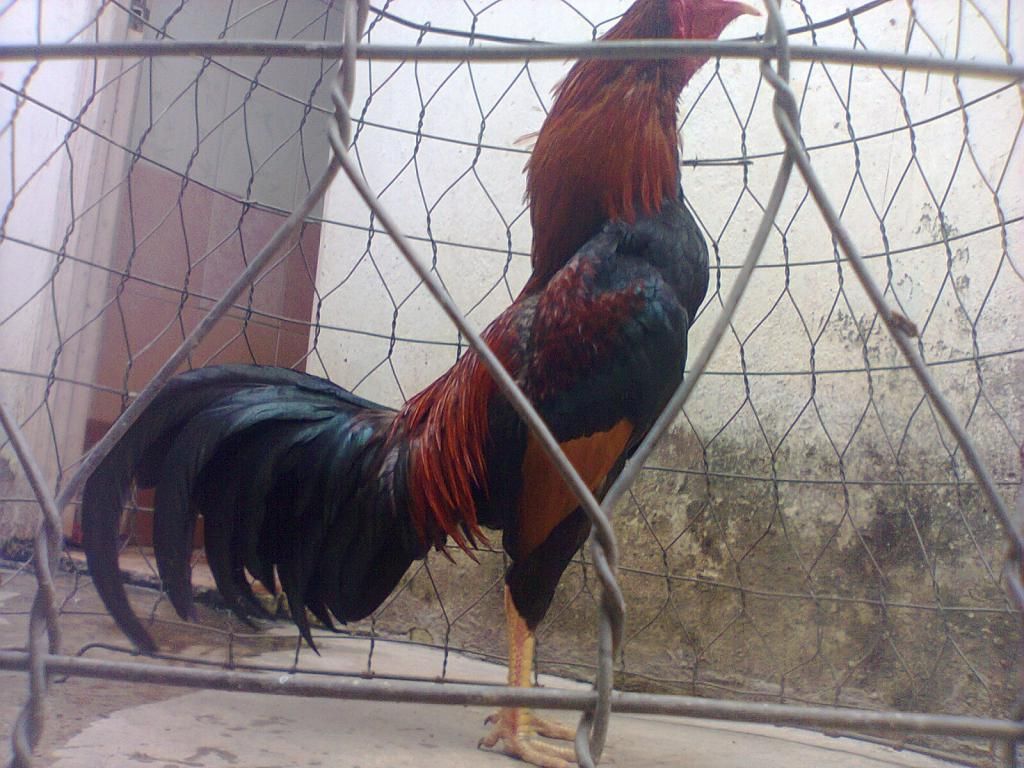 Củ Chi. TRE lai (zin 100%) hàng tốt cho ae. ! - 1