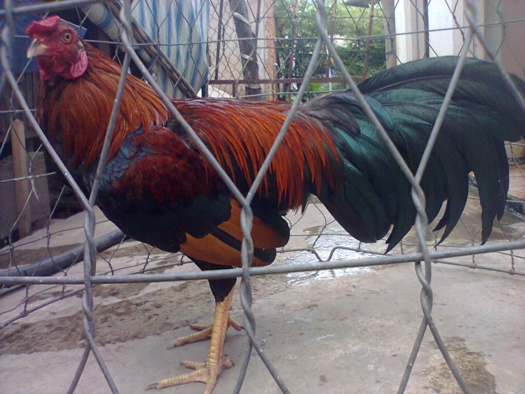 Củ Chi. TRE lai (zin 100%) hàng tốt cho ae. !