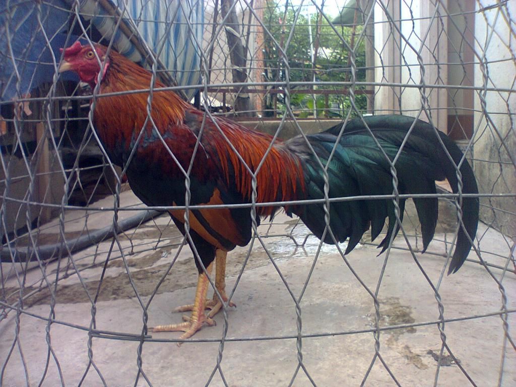 Củ Chi. TRE lai (zin 100%) hàng tốt cho ae. ! - 2