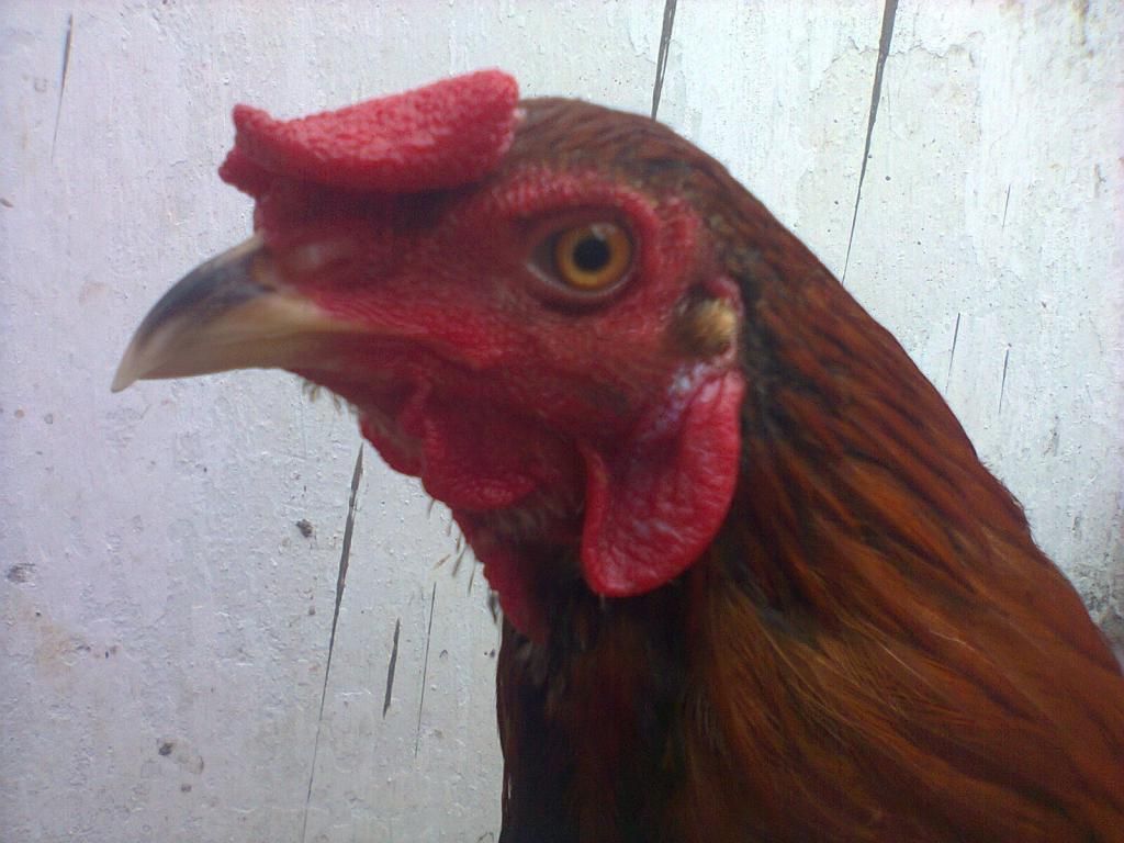 Củ Chi. TRE lai (zin 100%) hàng tốt cho ae. ! - 5