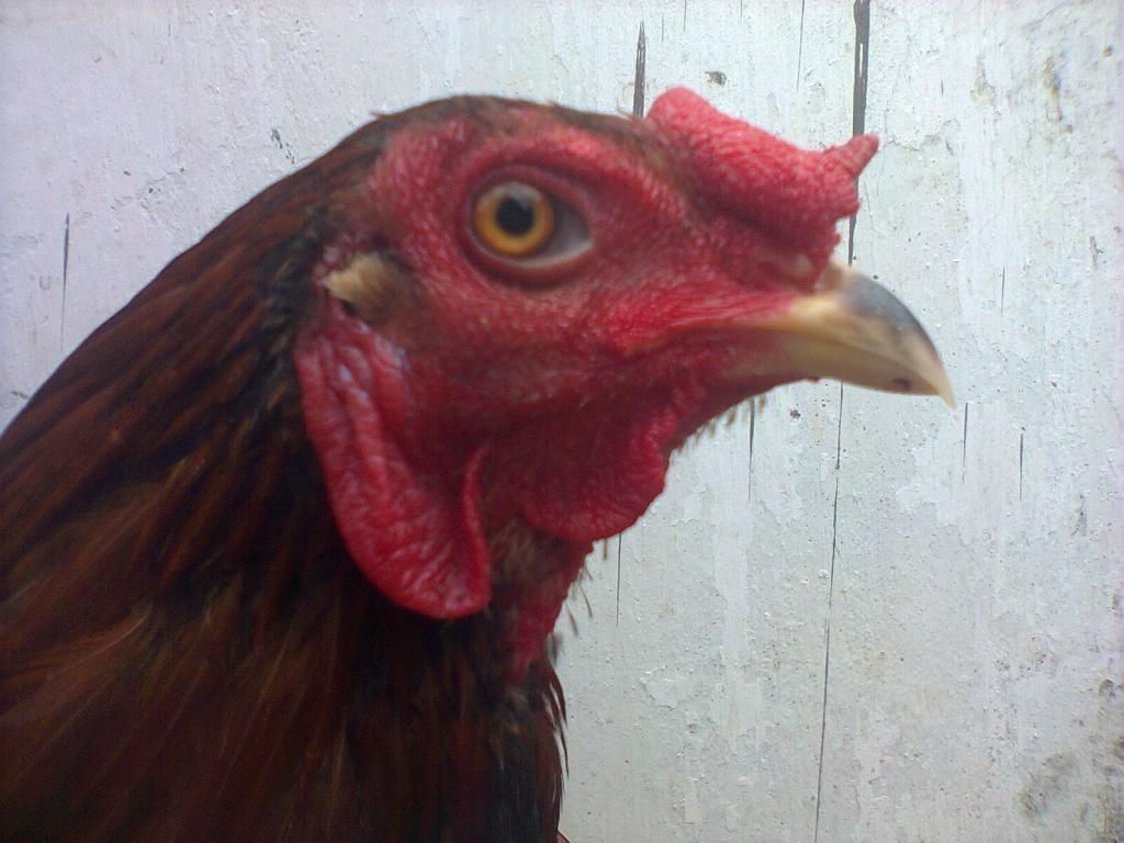 Củ Chi. TRE lai (zin 100%) hàng tốt cho ae. ! - 6