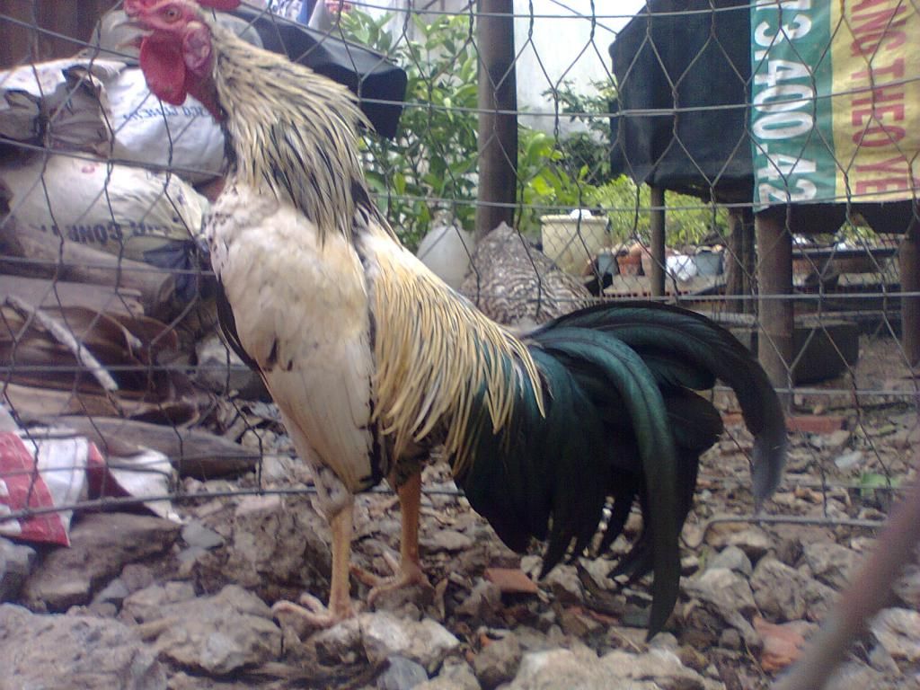 Củ Chi. TRE lai (zin 100%) hàng tốt cho ae. ! - 8