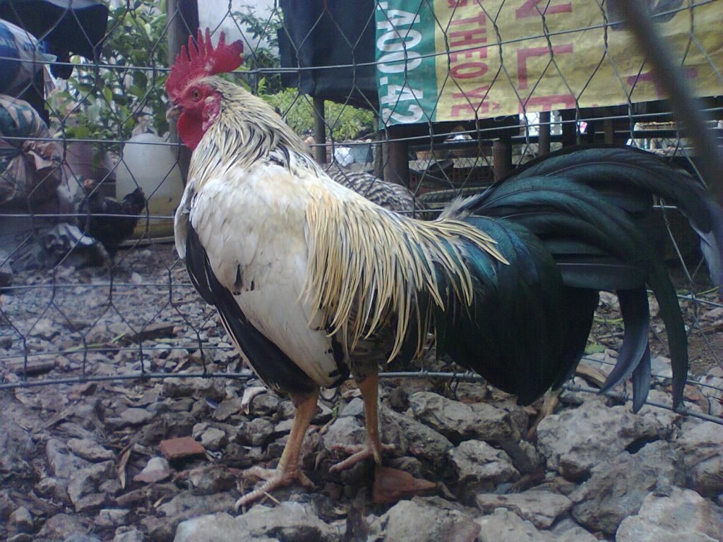 Củ Chi. TRE lai (zin 100%) hàng tốt cho ae. ! - 7