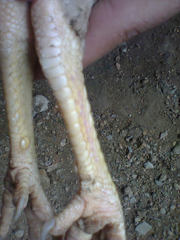 Củ Chi. TRE lai (zin 100%) hàng tốt cho ae. ! - 11