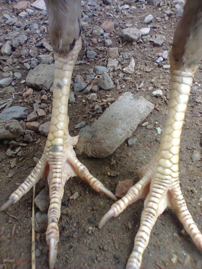 Củ Chi. TRE lai (zin 100%) hàng tốt cho ae. ! - 10