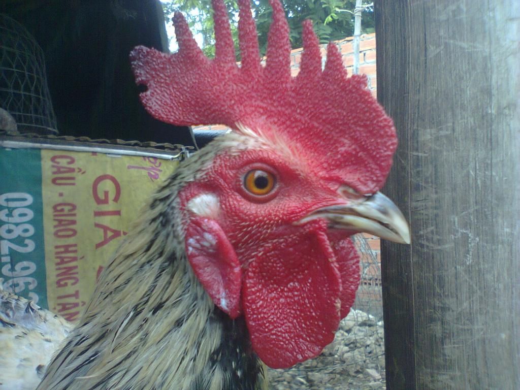 Củ Chi. TRE lai (zin 100%) hàng tốt cho ae. ! - 12