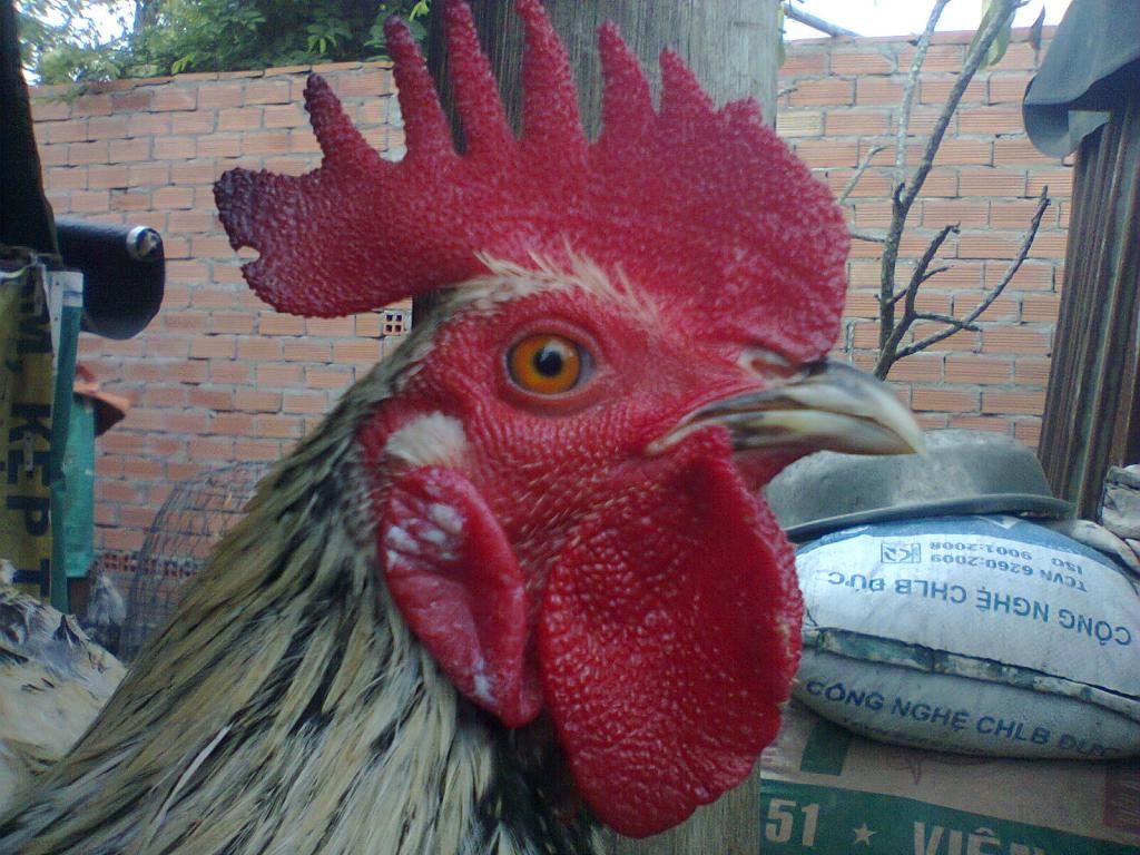 Củ Chi. TRE lai (zin 100%) hàng tốt cho ae. ! - 13