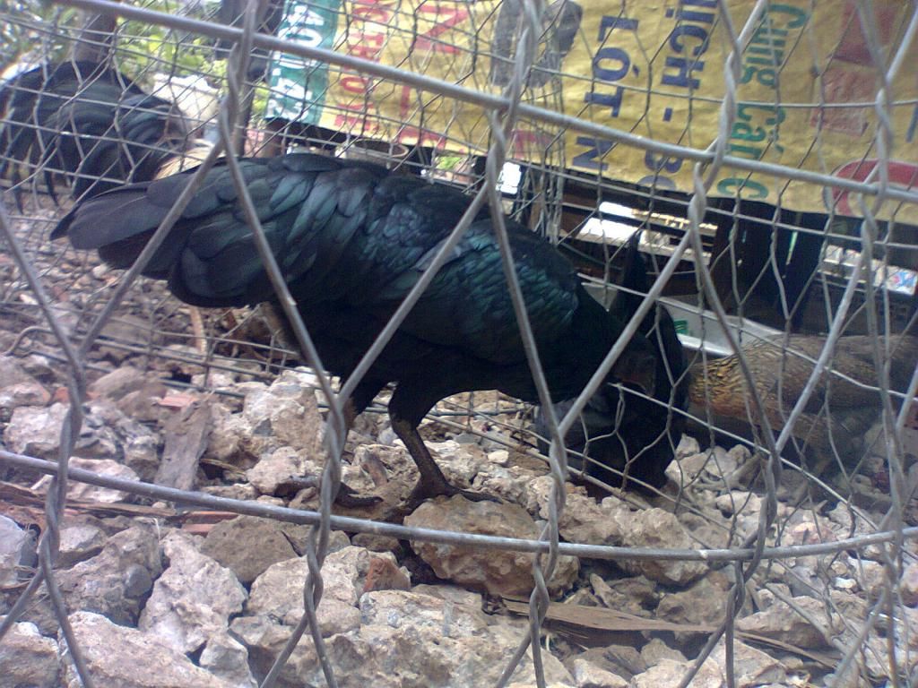 Củ Chi. TRE lai (zin 100%) hàng tốt cho ae. ! - 35