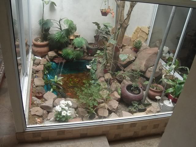 ElEstanque.com - Ver Tema - Construcción de mi estanque, paso x paso.