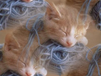 Kitten Wallpaper