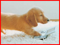 Doggie Games