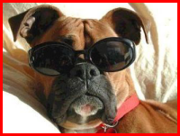 Fun Dog Pictures