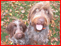 Display your dog pictures!