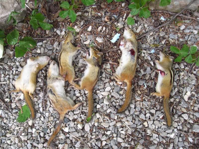 WAY OT The great chipmunk hunt of 2007 AK Rifles