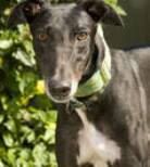 Pet Friendly Rentals in Palm Beach County Barker - Canine Rental Assistant