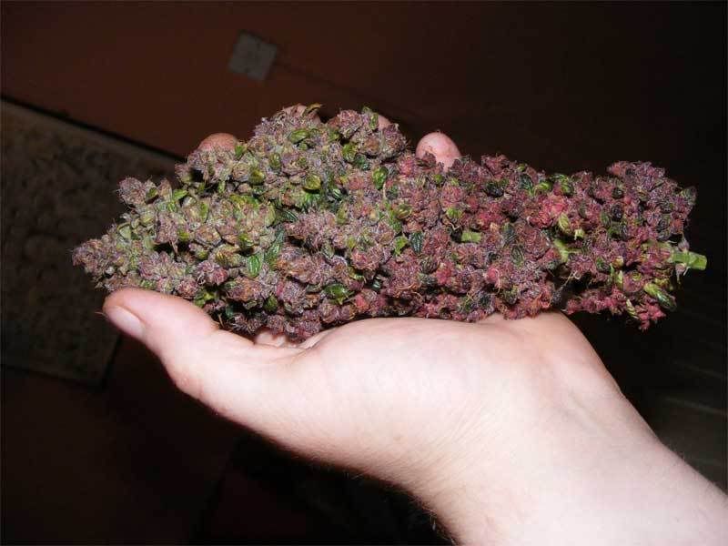 purple afghan