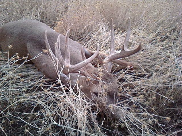 Buck09003.jpg