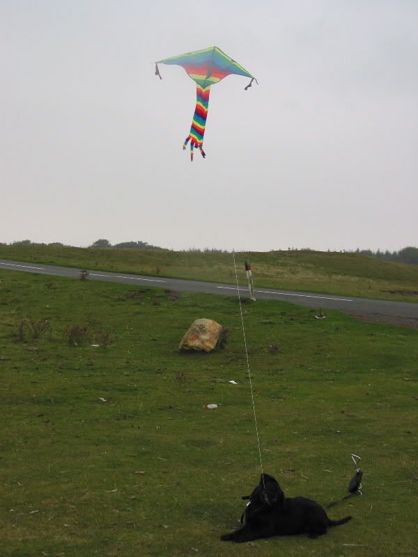 Kiteflyingdog.jpg