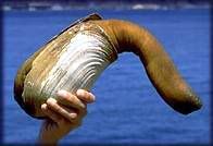 geoduck3.jpg